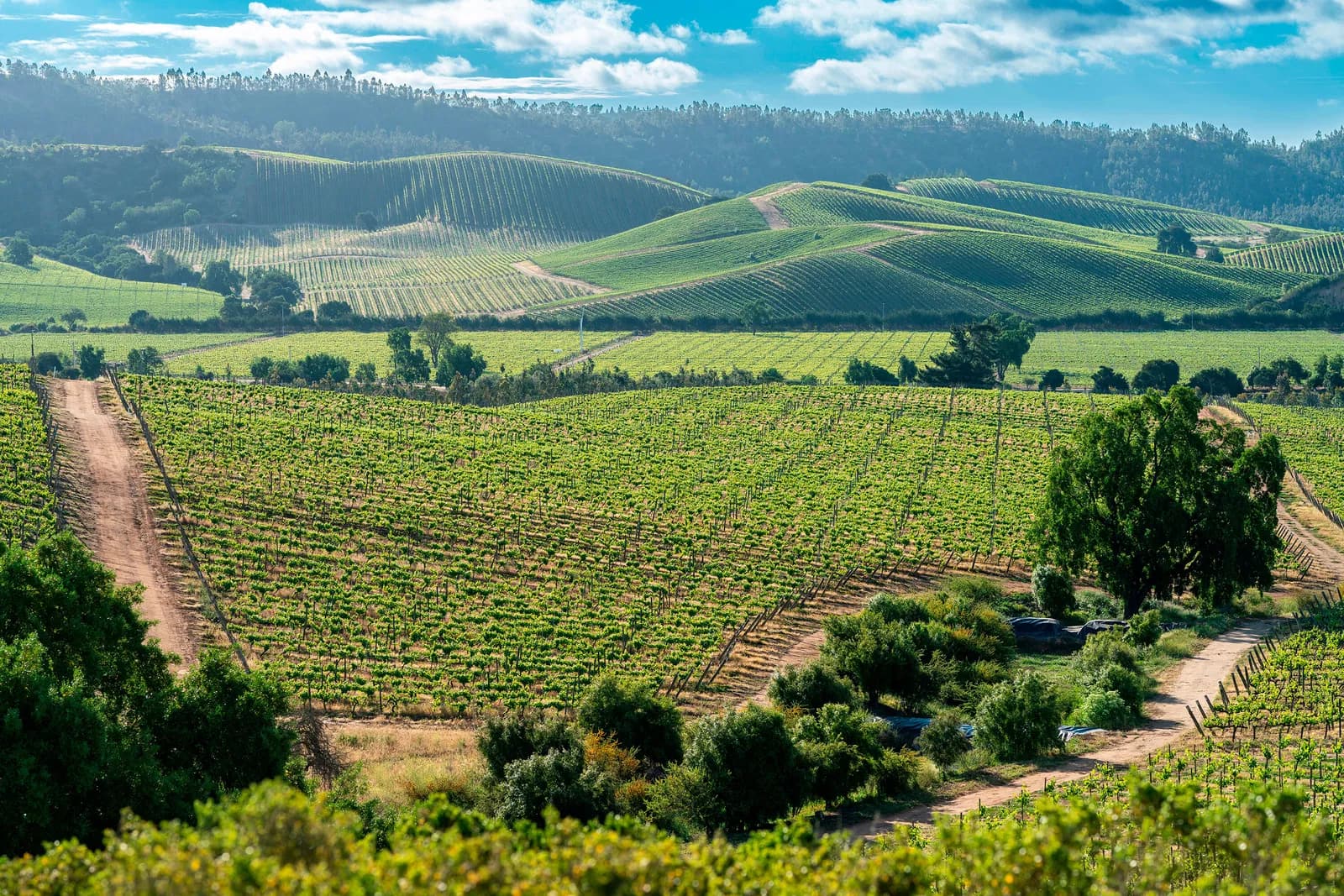 Casablanca Valley, Chile
